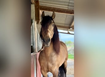 PRE Mix, Wallach, 6 Jahre, 164 cm, Falbe