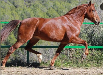 PRE Mix, Wallach, 6 Jahre, 164 cm, Rotfuchs