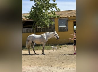 PRE Mix, Wallach, 6 Jahre, 164 cm, Schimmel