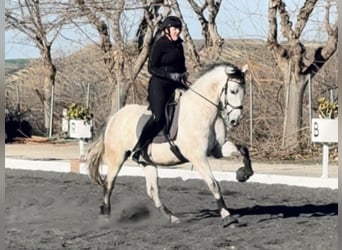 PRE Mix, Wallach, 6 Jahre, 164 cm, Schimmel