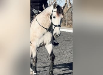 PRE Mix, Wallach, 6 Jahre, 164 cm, Schimmel