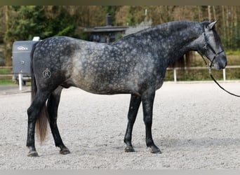 PRE Mix, Wallach, 6 Jahre, 164 cm, Schimmel