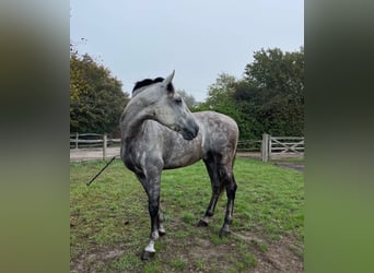 PRE Mix, Wallach, 6 Jahre, 164 cm, Schimmel