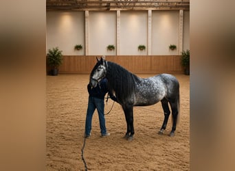 PRE, Wallach, 6 Jahre, 164 cm, Schimmel
