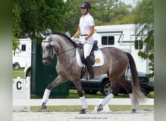 PRE Mix, Wallach, 6 Jahre, 165 cm, Apfelschimmel
