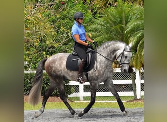 PRE Mix, Wallach, 6 Jahre, 165 cm, Apfelschimmel