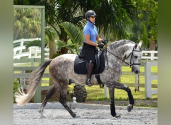 PRE Mix, Wallach, 6 Jahre, 165 cm, Apfelschimmel