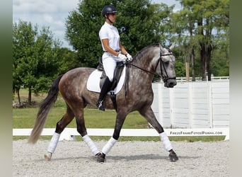 PRE Mix, Wallach, 6 Jahre, 165 cm, Apfelschimmel