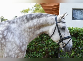 PRE Mix, Wallach, 6 Jahre, 165 cm, Apfelschimmel