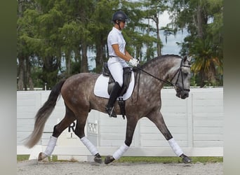 PRE Mix, Wallach, 6 Jahre, 165 cm, Apfelschimmel
