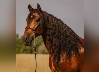 PRE, Wallach, 6 Jahre, 165 cm, Dunkelbrauner