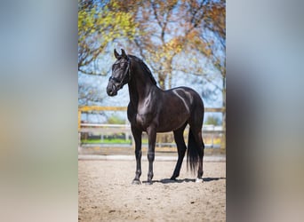 PRE Mix, Wallach, 6 Jahre, 165 cm, Rappe