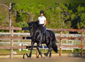 PRE Mix, Wallach, 6 Jahre, 165 cm, Rappe