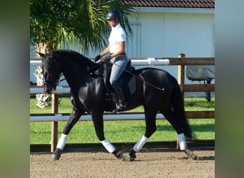 PRE Mix, Wallach, 6 Jahre, 165 cm, Rappe