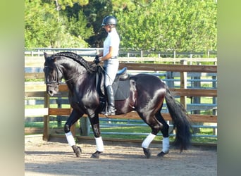 PRE Mix, Wallach, 6 Jahre, 165 cm, Rappe