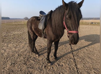 PRE, Wallach, 6 Jahre, 165 cm, Rappe