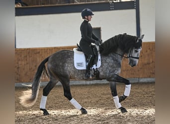 PRE Mix, Wallach, 6 Jahre, 165 cm, Schimmel