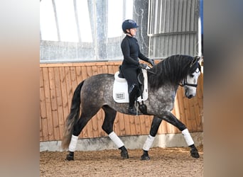PRE Mix, Wallach, 6 Jahre, 165 cm, Schimmel