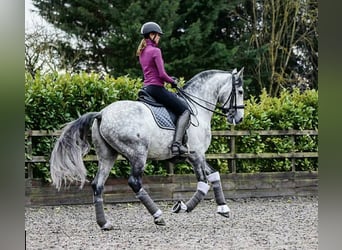 PRE Mix, Wallach, 6 Jahre, 165 cm, Schimmel