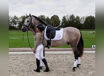 PRE Mix, Wallach, 6 Jahre, 165 cm, Schimmel