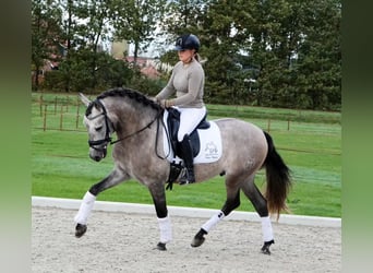 PRE Mix, Wallach, 6 Jahre, 165 cm, Schimmel