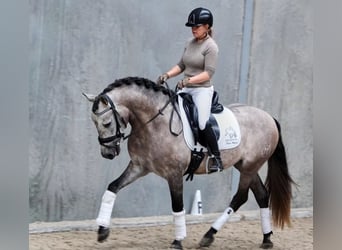 PRE Mix, Wallach, 6 Jahre, 165 cm, Schimmel
