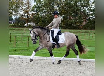 PRE Mix, Wallach, 6 Jahre, 165 cm, Schimmel
