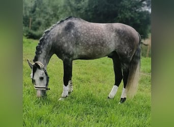 PRE, Wallach, 6 Jahre, 165 cm, Schimmel