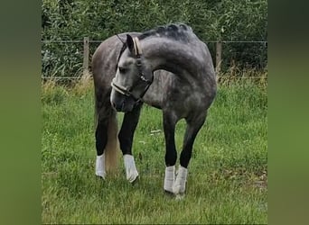PRE, Wallach, 6 Jahre, 165 cm, Schimmel