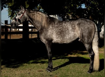 PRE, Wallach, 6 Jahre, 165 cm, Schimmel