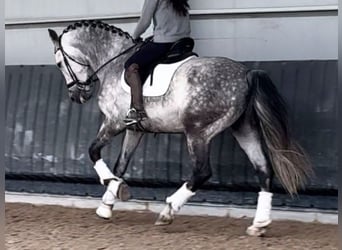 PRE Mix, Wallach, 6 Jahre, 165 cm, Schimmel
