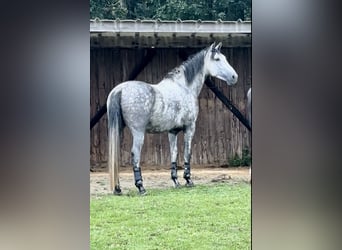 PRE, Wallach, 6 Jahre, 165 cm, Schimmel