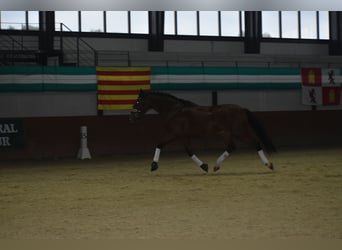 PRE, Wallach, 6 Jahre, 166 cm, Brauner