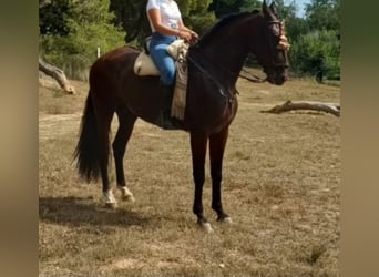 PRE, Wallach, 6 Jahre, 166 cm, Brauner