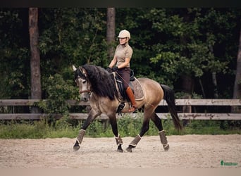 PRE, Wallach, 6 Jahre, 166 cm, Buckskin