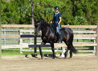 PRE, Wallach, 6 Jahre, 166 cm, Rappe