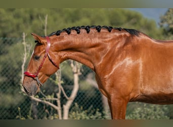 PRE, Wallach, 6 Jahre, 166 cm, Rotbrauner