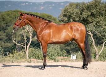 PRE, Wallach, 6 Jahre, 166 cm, Rotbrauner