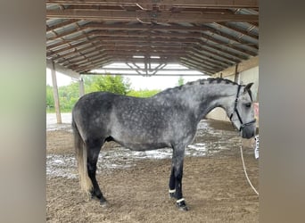 PRE Mix, Wallach, 6 Jahre, 166 cm, Schimmel PRE Mix, Wallach, 6 Jahre, 166 cm, Schimmel