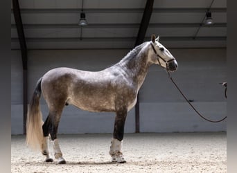 PRE Mix, Wallach, 6 Jahre, 166 cm, Schimmel