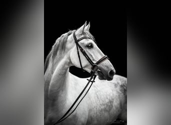 PRE, Wallach, 6 Jahre, 166 cm, Schimmel