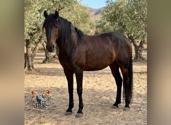 PRE, Wallach, 6 Jahre, 167 cm, Brauner