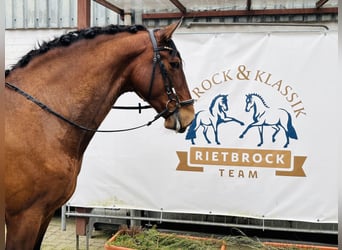 PRE Mix, Wallach, 6 Jahre, 167 cm, Brauner