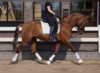 PRE Mix, Wallach, 6 Jahre, 167 cm, Brauner