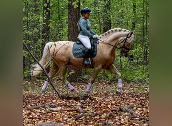 PRE Mix, Wallach, 6 Jahre, 167 cm, Palomino