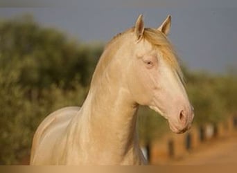 PRE, Wallach, 6 Jahre, 167 cm, Pearl