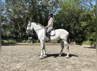 PRE, Wallach, 6 Jahre, 167 cm, Perlino