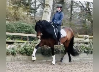 PRE, Wallach, 6 Jahre, 167 cm, Perlino