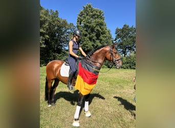 PRE, Wallach, 6 Jahre, 167 cm, Perlino