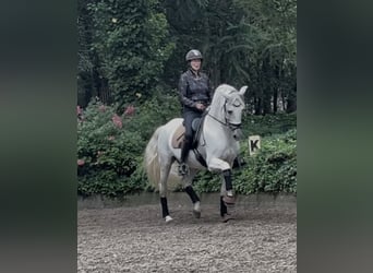 PRE, Wallach, 6 Jahre, 167 cm, Perlino